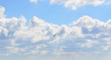 martı ve gökyüzü bir bakış açısı