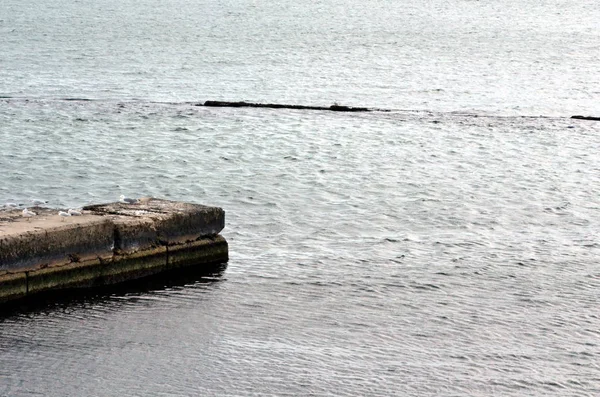 Mewy Molo Nad Morzem Czarnym — Zdjęcie stockowe