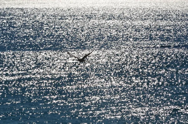 Gaivota Estendeu Suas Asas Sobre Superfície Brilhante Mar — Fotografia de Stock