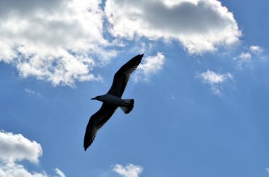 Martı gökyüzüne bulutların altında karşı