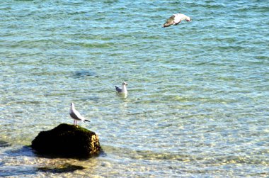 martı ve denizin kenarında taş