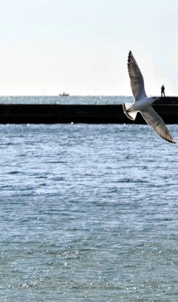 seagull over the sea and a man on the pier