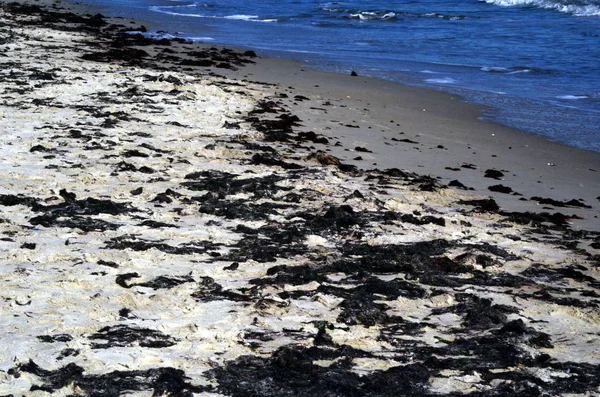 Costa Arenosa Cerca Del Mar Con Algas Marrón Negras Arena — Foto de Stock