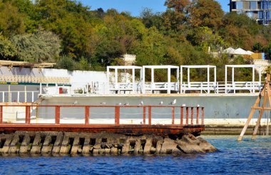 Odessa, Ukrayna - 10 05 2018: martı dinlenme 