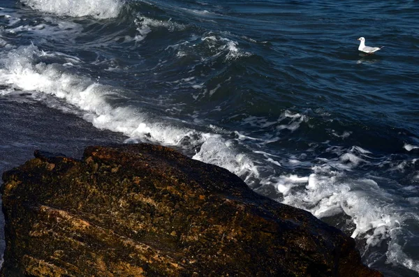 シーガル泳ぐ砂浜でウェットの多孔性の石に近い海サーフ — ストック写真