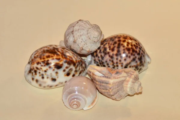 Background Shells — Stock Photo, Image