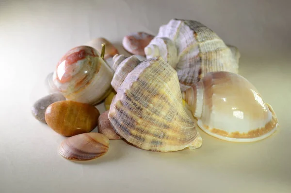 Marble Apple Background Shells Pebbles — Stock Photo, Image