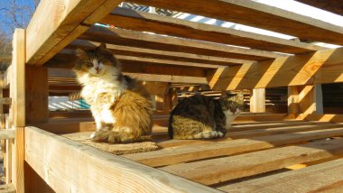 İlkbaharda iki sevimli kedi dört gözün içinde ahşap bir binadan izliyor.