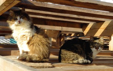 Tahta bir yapının içinde güneşten saklanan iki muhteşem sokak kedisi.