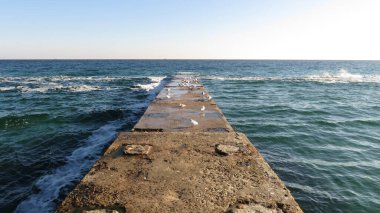 Martılar güneşli havada bütün gün iskelede yaşarlar.