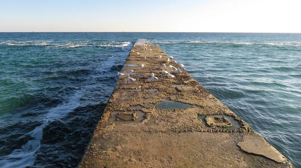 Λευκοί Γλάροι Περπατούν Στην Προβλήτα Της Θάλασσας Ηλιόλουστο Καιρό — Φωτογραφία Αρχείου