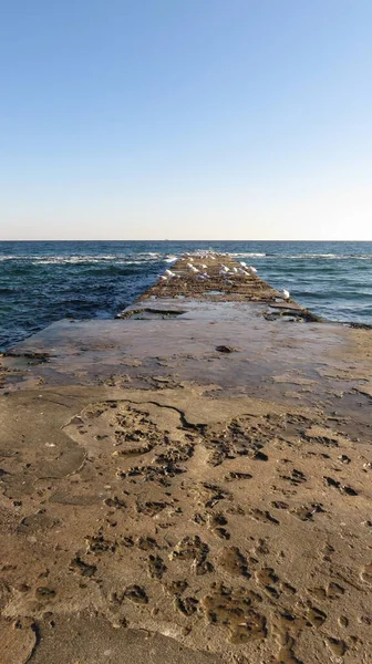 Güneşli Havalarda Deniz Üzerindeki Eski Beton Iskele Beyaz Martılara Çok — Stok fotoğraf