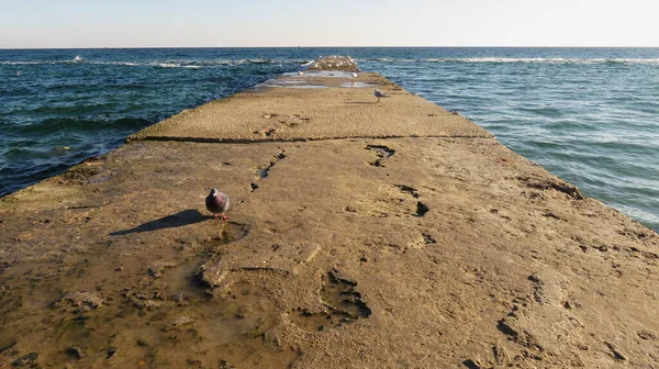 Beton Iskelenin Pürüzü Açık Denizdeki Kuşlar Için Bir Doku Iniş — Stok fotoğraf