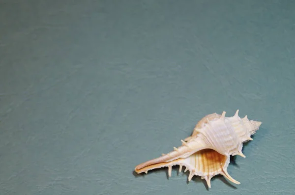 Small Light White Brown Ocean Shell Thorns Embossed Blue Green — Stock Photo, Image