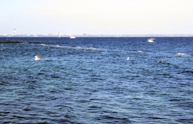 Odessa, Ukrayna - 10 02 2019: Karadeniz 'in yüzeyinde beyaz martılar