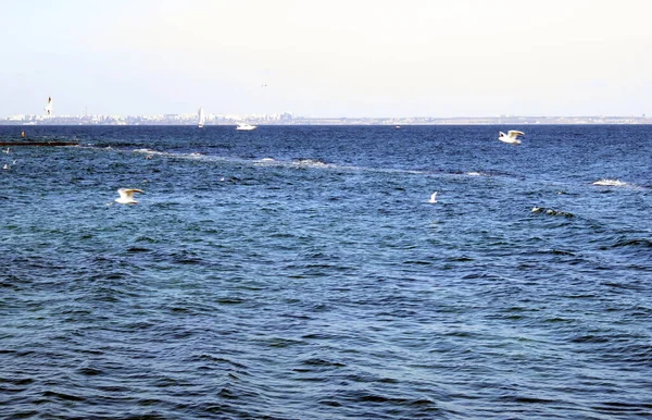 Odessa, Ukrayna - 10 02 2019: Karadeniz 'in yüzeyinde beyaz martılar
