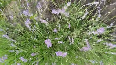 Rüzgarda sallanan lavanta çiçeklerinin yakın plan görüntüsü. Kozmetik, ilaç, yemek ve ev dekorlarında yaygın olarak kullanılan lavanta, günlük yaşama güzellik ve değer katar..