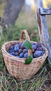 Olgun mor erikler çimlerin üzerine yerleştirilmiş hasır bir sepeti doldurur. Taze meyveler sonbahar hasadının zenginliğini ve mevsimlik eriklerin doğal tatlılığını vurgular..