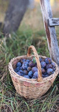 Taze olgun eriklerle dolu bir hasır sepet tahta bir çitin yanındaki çimlerin üzerinde duruyor. Meyveler, sonbahar hasadını ve kırsal yaşamı sembolize eden doğal bir çiçekle koyu mor renktedir..