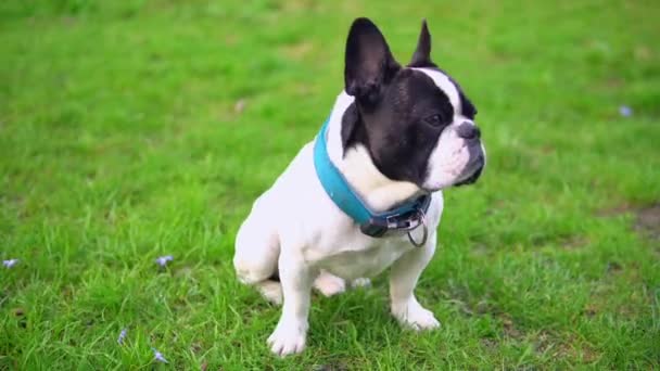 Divertido perro al aire libre — Vídeo de stock