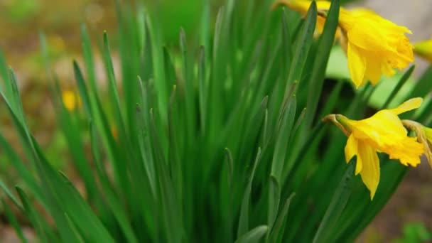 Închideți tufișul cu flori — Videoclip de stoc