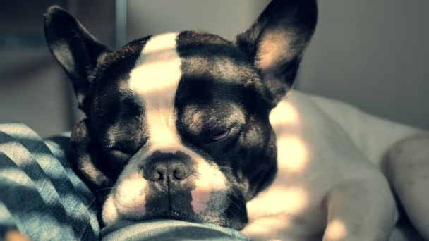 Retrato descansando filhote de cachorro — Vídeo de Stock