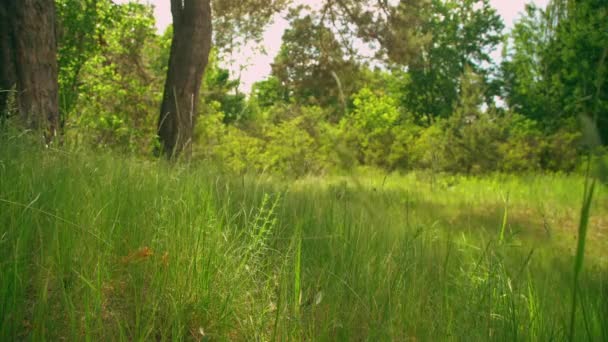 Winderig weer in de zomer — Stockvideo