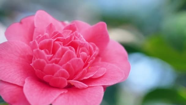 Mooie roos in de tuin — Stockvideo