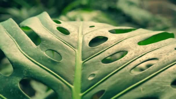 Große grüne Blätter einer exotischen Pflanze — Stockvideo