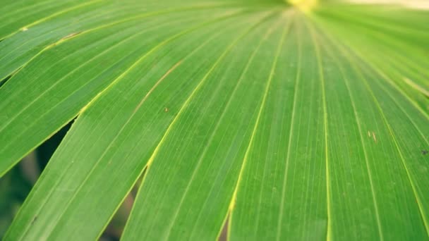 Serenoa repens in exotic forest — Stock Video