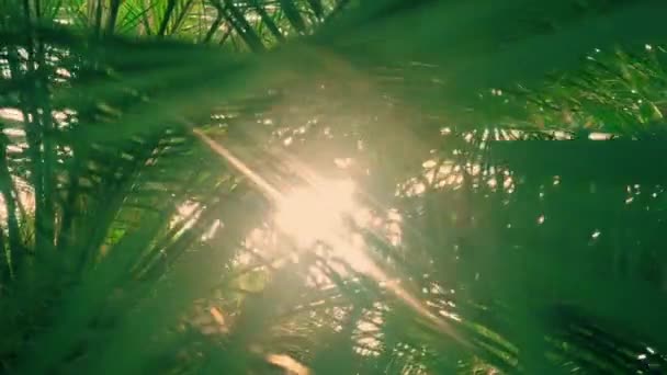 Цветочный узор против утреннего солнца — стоковое видео