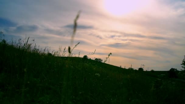 Groene weide in de bergen — Stockvideo