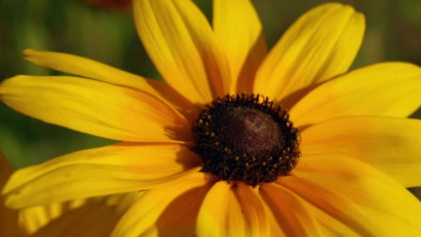 Rudbeckia hirta flowers крупным планом — стоковое видео