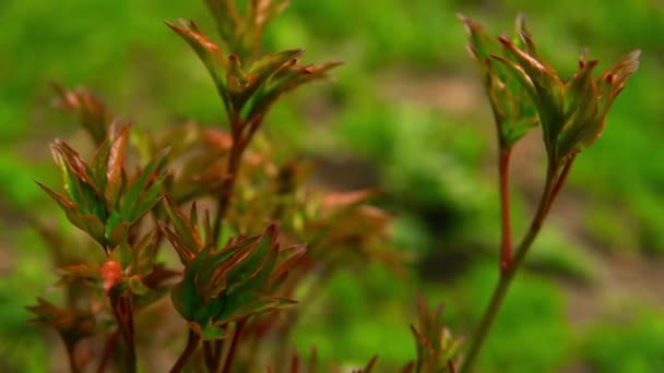 Macro shooting of wild flowers of ireland — Stock Video