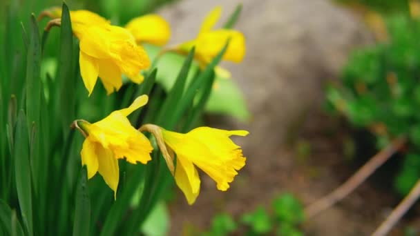 Жовті тюльпани, що трясуться вітром — стокове відео