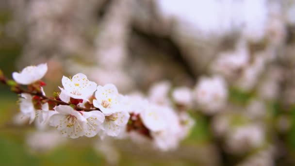 Flor de cerezo en Japón — Vídeos de Stock