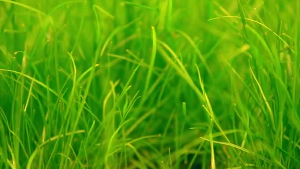 Makro-fotografering av grönt saftigt gräs — Stockvideo