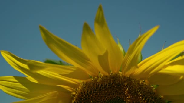 Детальна зйомка соняшнику — стокове відео