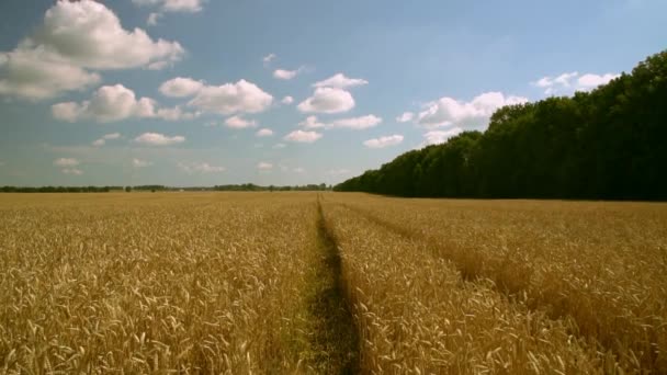 Wandelen op parcours in een tarweveld — Stockvideo