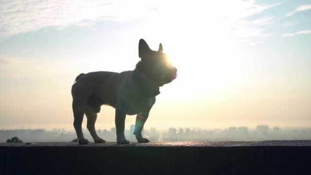 Puolella näkymä bulldog tilalla vaaleanpunainen lelu leuat — kuvapankkivideo