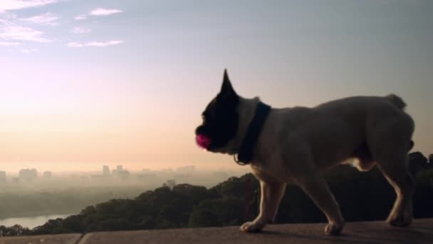 Buldogue branco está segurando brinquedo rosa em mandíbulas — Vídeo de Stock