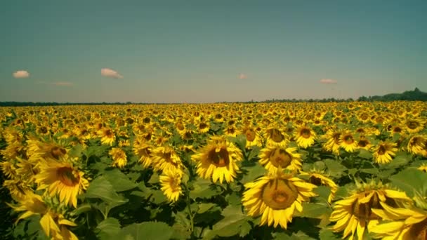 Fält fullt av solrosor i sommar — Stockvideo