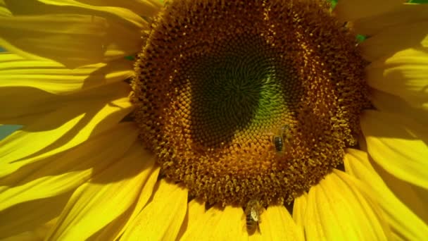 Gros plan sur les abeilles mellifères qui recueillent le pollen — Video
