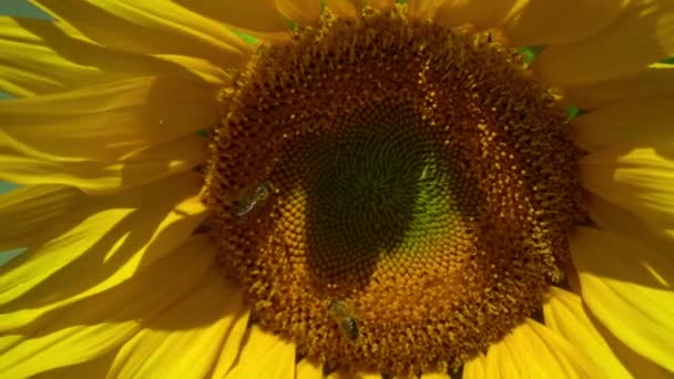 Eine Biene krabbelt auf der Sonnenblume — Stockvideo