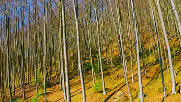 Дерев'яний пейзаж на сонячному світлі — стокове відео