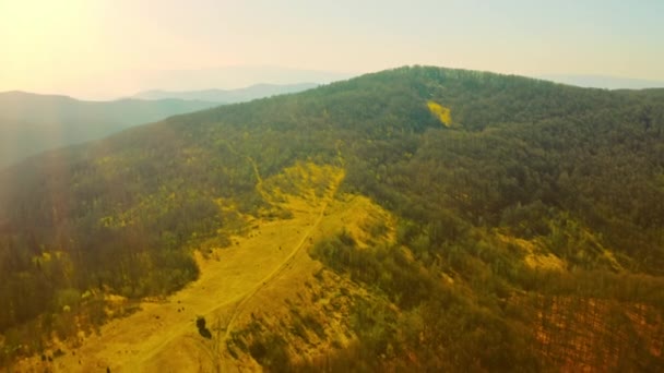 Drone vola sopra la collina con pini — Video Stock