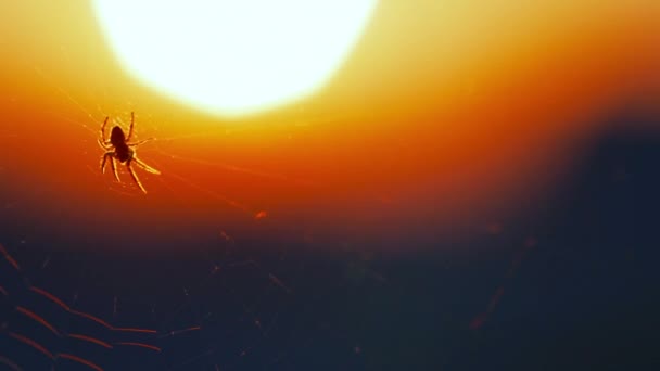 Närbild spindelväv solnedgång — Stockvideo