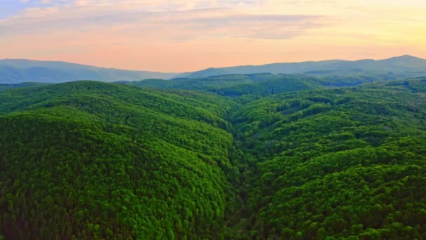 Aerial view firs at sundown — Stock Video