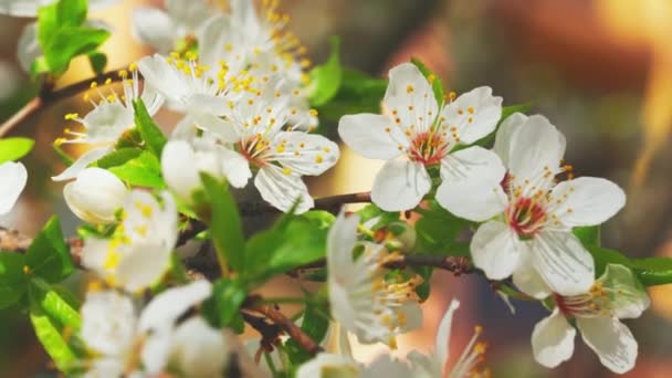 Broll détails fleurs branches — Video