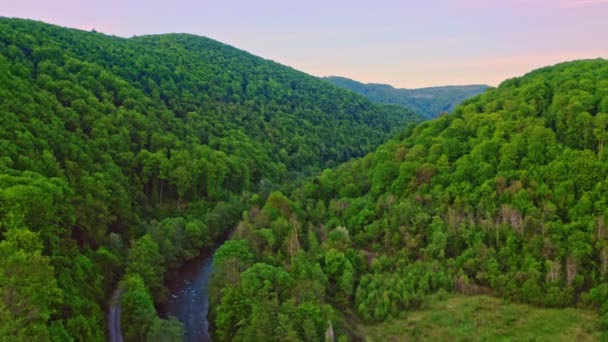 Вид з повітря на струмок у лісі — стокове відео